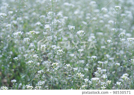 一片白色可愛的彭彭草叢生的田地 一片白色可愛的彭彭草叢生的田地 98530571