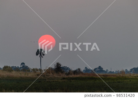 Sunset over the Okavango 98531420