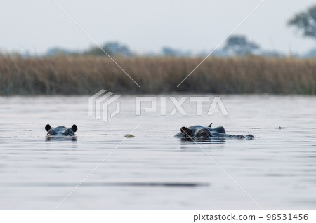 Submerged hippotamus in the Okavango Delta Submerged hippotamus in the Okavango Delta 98531456