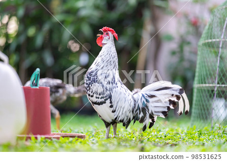 Hamburg Chick at the outdoor field in human home garden. 98531625