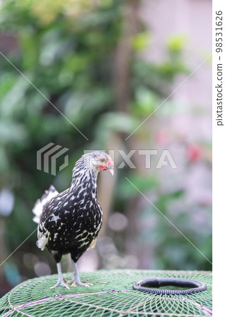 Hamburg Chick at the outdoor field in human home garden. 98531626