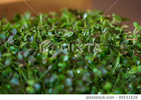 close up to green cress Micro herb for food decoration. close up to green cress Micro herb for food decoration. 98531826