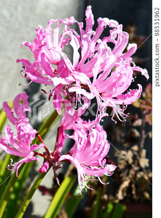 Nerine(鑽石百合) Nerine(鑽石百合) 98531962