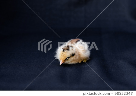 Baby Mini Cochin Chick on dark blue cloth background in studio light. Baby Mini Cochin Chick on dark blue cloth background in studio light. 98532347