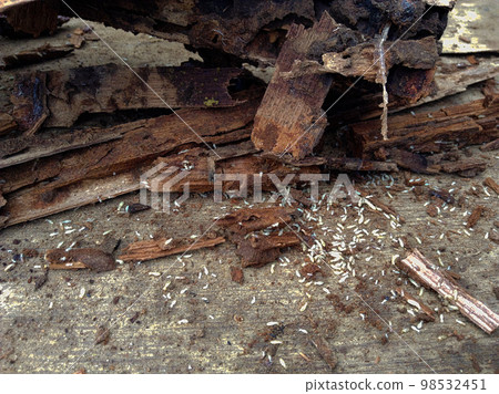 White ants termites underfloor wood corrosion 01 98532451