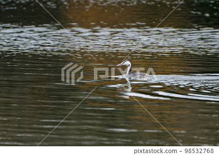 冬季鳥 Great Crested Grebe 冬季鳥 Great Crested Grebe 98532768