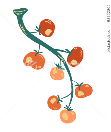 Tomatoes on a branch. Plant tomatoes red green, vegetable garden, crop. Hand drawn vector illustration isolated on white. Tomatoes on a branch. Plant tomatoes red green, vegetable garden, crop. Hand drawn vector illustration isolated on white. 98532803
