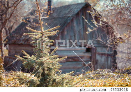 Behind the Christmas tree is an old abandoned wooden house. 98533038