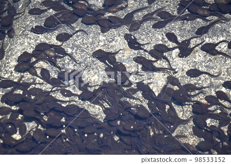 A toad tadp of a toad A toad tadp of a toad 98533152