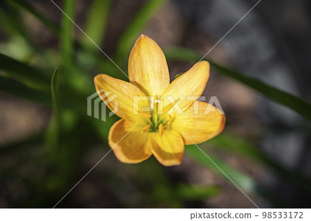 yellow Rain Lily in the garden was blooming under the morning light. 98533172