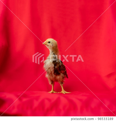 baby Rhode Island Red stands and poses on red cloth background. 98533189