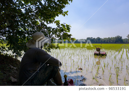 Farmer drives machine to destroy (leader) weed and grass in paddy rice field and disk, cultivate, or loosen the soil to support the root of rices. Farmer drives machine to destroy (leader) weed and grass in paddy rice field and disk, cultivate, or loosen the soil to support the root of rices. 98533191
