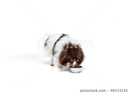 Beautiful Pomeranian spitz dog standing near food and water bowl isolated over white studio background. Concept of beauty, animal health, vet, action and motion 98533242