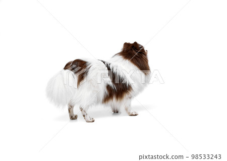 Back view. White-brown Pomeranian spitz dog standing isolated over white studio background. Concept of beauty, animal health, vet, action and motion 98533243