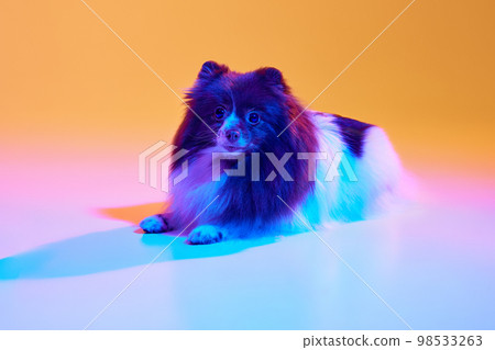 Studio shot of adorable groomed fluffy Pomeranian Spitz dog posing over colored background in neon light. Concept of animal health, beauty, vet, ad 98533263