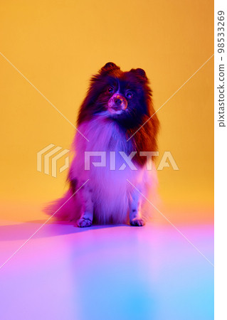 Cute little white-brown Spitz dog, charming pet posing at studio over background in neon light. Looks happy and delighted. Animal theme footage Cute little white-brown Spitz dog, charming pet posing at studio over background in neon light. Looks happy and delighted. Animal theme footage 98533269