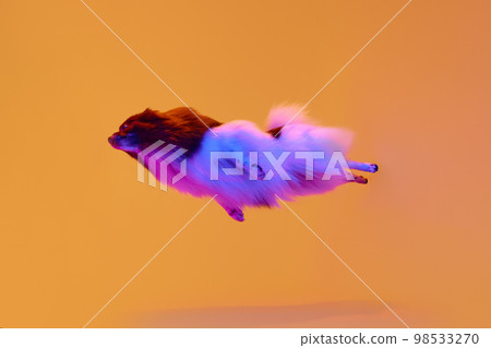 Flight. Active adorable groomed fluffy Pomeranian Spitz dog flying over colored background in neon light. Concept of animal health, speed, action and motion Flight. Active adorable groomed fluffy Pomeranian Spitz dog flying over colored background in neon light. Concept of animal health, speed, action and motion 98533270