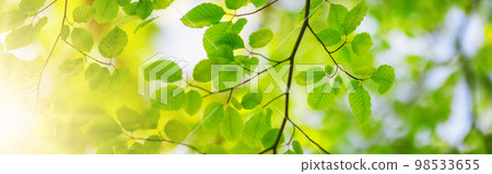 Panoramic view of the tree's branches with fresh young foliage. 98533655