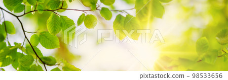 Panoramic view of the tree's branches with fresh young foliage. 98533656