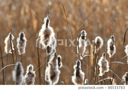 香蒲棉（冬） 98533783
