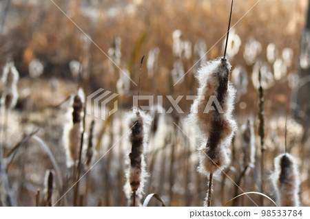 Cattail cotton (winter) 98533784