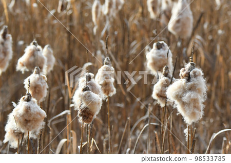 Cattail cotton (winter) 98533785