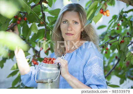 A beautiful elderly woman harvests cherries. A fifty-year-old woman in the branches of a fruit tree. A beautiful elderly woman harvests cherries. A fifty-year-old woman in the branches of a fruit tree. 98533979