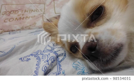 Profile of a Chihuahua lying up 98534031