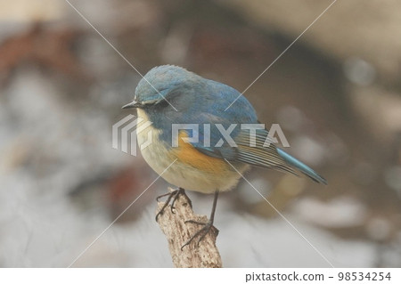 Wild Bird Male Bluetail Kitamoto Nature Observation Park 98534254