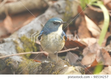 野鳥雄性Bluetail Kitamoto自然觀察公園 98534257
