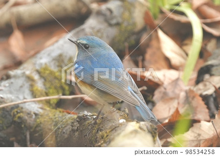 野鳥雄性Bluetail Kitamoto自然觀察公園 98534258