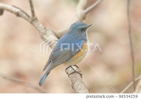 野鳥雄性Bluetail Kitamoto自然觀察公園 98534259