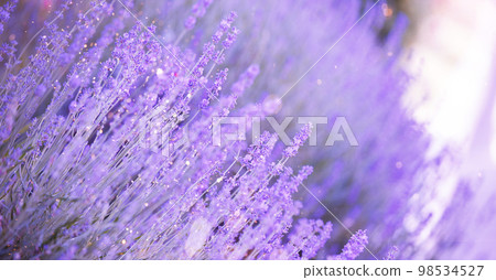 Lavender flower field, blooming purple fragrant lavender flowers. Growing lavender swaying in the wind over the sunset sky. Lavender flower field, blooming purple fragrant lavender flowers. Growing lavender swaying in the wind over the sunset sky. 98534527