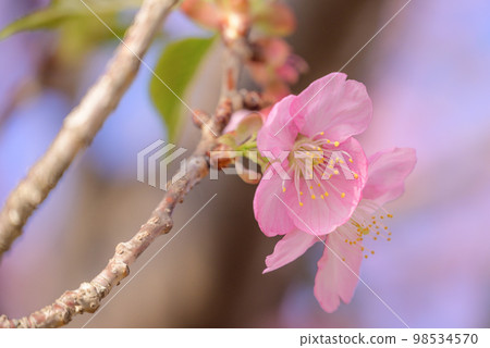 櫻桃花瓣 98534570