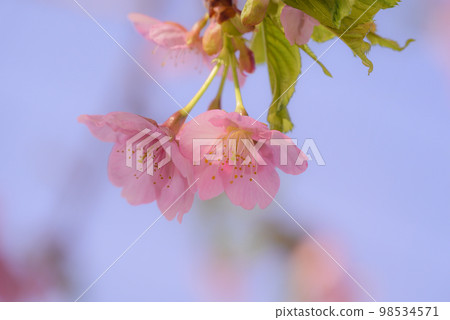 櫻桃花瓣 98534571