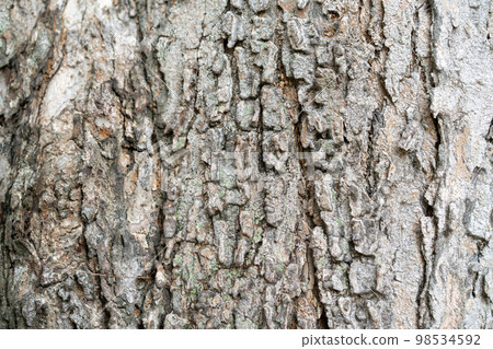close up to the Bark of the tree close up to the Bark of the tree 98534592
