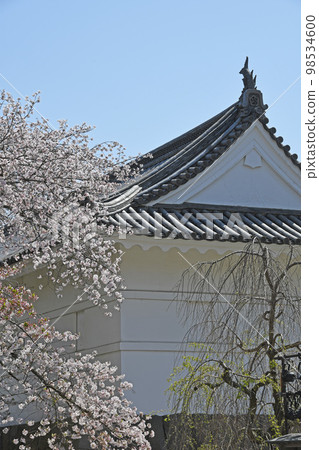 小田原城和櫻花 98534600