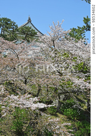 小田原城和櫻花 小田原城和櫻花 98534602