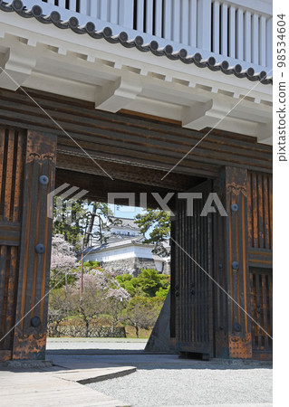 小田原城和櫻花 小田原城和櫻花 98534604