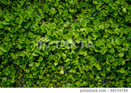 The Water Hyacinth is covering all the river and obstructing water flow. That is the one of water pollution. 98534784