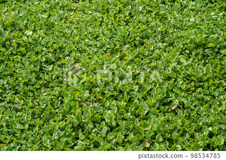 The Water Hyacinth is covering all the river and obstructing water flow. That is the one of water pollution. 98534785