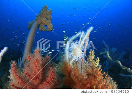 冬天的葉山海岸 98534910