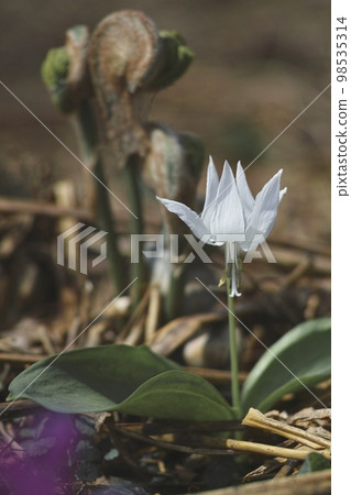 White bamboo shoots White bamboo shoots 98535314