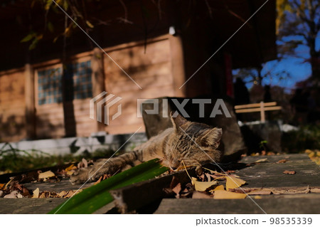 Kuhonbutsu, Joshinji, Kuhonbutsu, Joshinji, Temple, Autumn, Buddha statue, Cat, Building, Cat, Cat, Jizo, Jizo, Child 98535339