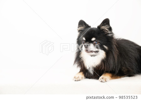 black chihuahua lying down black chihuahua lying down 98535523