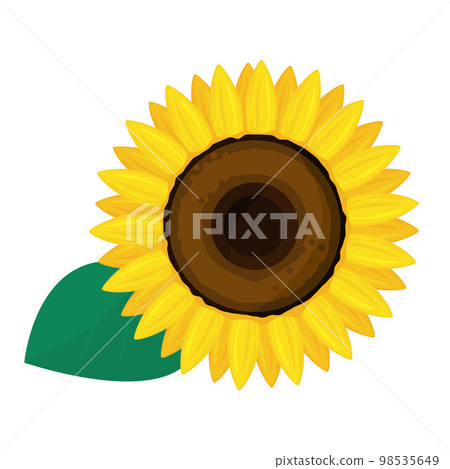Vector illustration of sunflower. Vector illustration of sunflower. 98535649