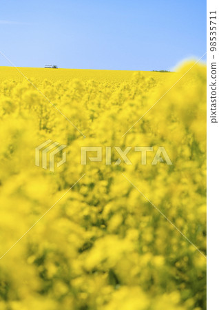 A field of rapeseed flowers and a covered wagon pulled by a tractor A field of rapeseed flowers and a covered wagon pulled by a tractor 98535711