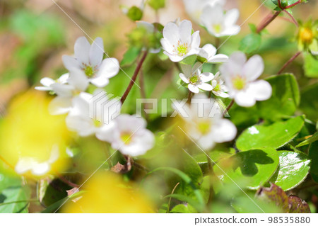 Omisumisou Spring image Omisumisou Spring image 98535880