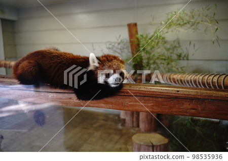 羽村動物園, 羽村, 動物園, 動物園, 埼玉縣, 日本, 98535936