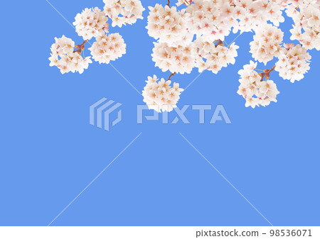 Cherry Blossom Cherry Blossom 98536071